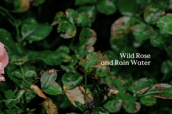 Wild Rose Air Freshener