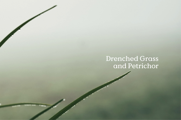 Rain Fieldday Incense