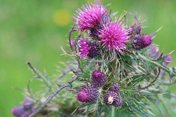 Recycled Wool Buchanan NaturalTartan XL Blanket
