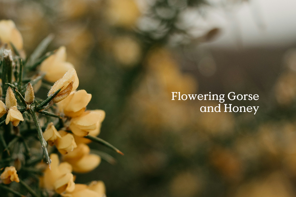 Belong Fieldday Incense