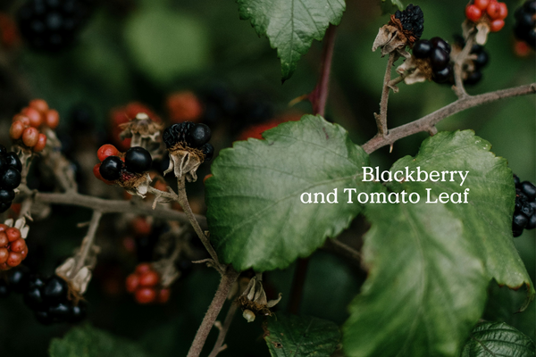 Wander Fieldday Incense