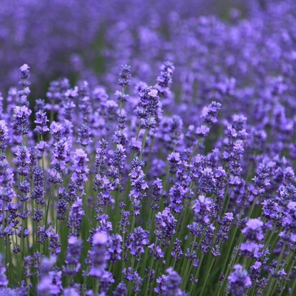 Lavender Large Candle